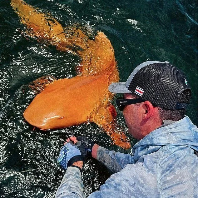 Kosta Rika'da Balıkçılar, Turuncu Bir Köpekbalığı Yakaladı!