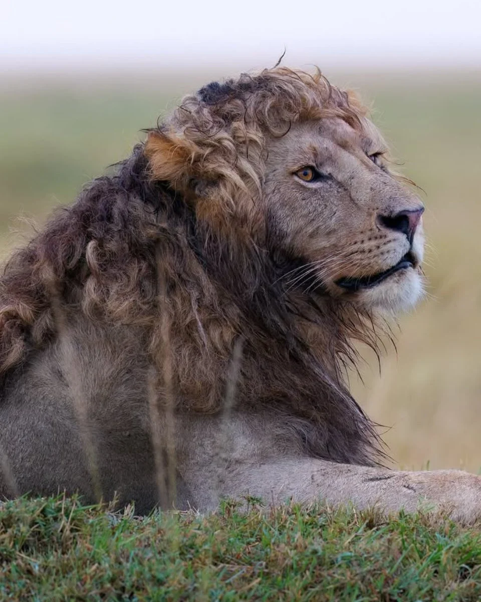 Fotoğrafçı Kambiz Cameo'nun Objektifine Yansıyan Kıvırcık Saçlı Bir Aslan!
